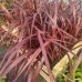 Cordyline, Kordylína ´FESTIVAL BURGUNDY´® kont. C2L, výška: 40-60 cm (-12°C)